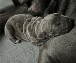 Small Photo #1 Cane Corso Puppy For Sale in BOAZ, AL, USA