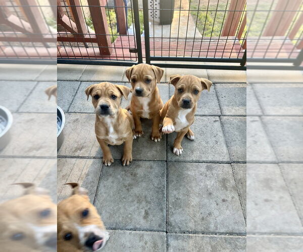 Medium Photo #6 American Pit Bull Terrier-American Staffordshire Terrier Mix Puppy For Sale in Brewster, NY, USA