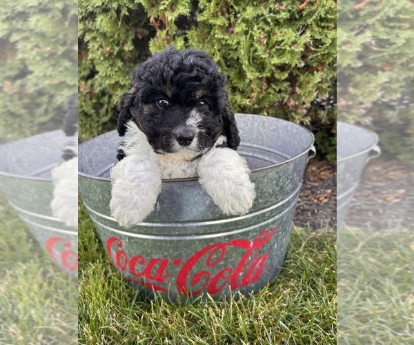 Medium Photo #2 Cockapoo (Toy) Puppy For Sale in MIDDLEBURY, IN, USA
