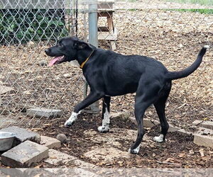 Tippy - Female Mutt Dog for Adoption - Photo #5