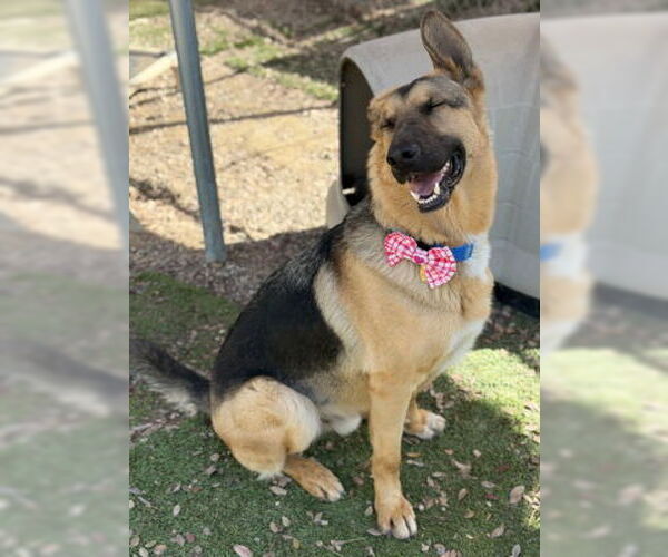 Medium Photo #2 Mutt Puppy For Sale in Ventura, CA, USA