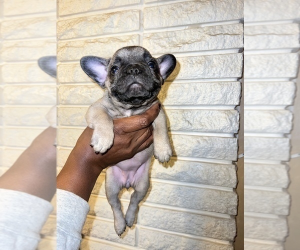 Medium Photo #2 French Bulldog Puppy For Sale in WARREN, MI, USA
