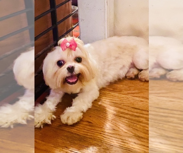 Medium Photo #1 Shih Tzu Puppy For Sale in LITHONIA, GA, USA