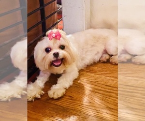 Mother of the Shih Tzu puppies born on 05/28/2026