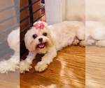 Small Photo #1 Shih Tzu Puppy For Sale in LITHONIA, GA, USA