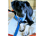Small Photo #16 Labrador Retriever-Unknown Mix Puppy For Sale in Washington, DC, USA