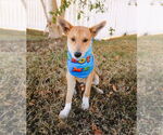 Small #1 Pembroke Welsh Corgi Mix