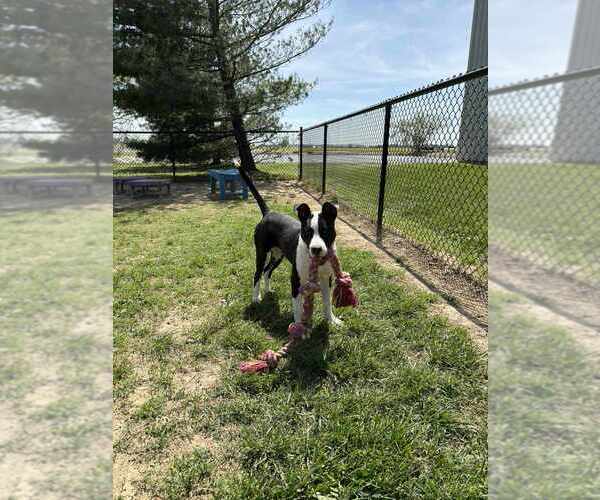 Medium Photo #3 Mutt Puppy For Sale in Evansville, IN, USA