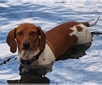 Small Photo #1 Dachshund Puppy For Sale in YAMHILL, OR, USA