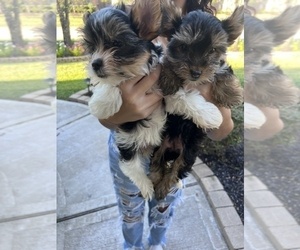 Yorkshire Terrier Puppy for sale in BROOKSHIRE, TX, USA