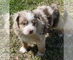 Small Photo #4 Miniature Australian Shepherd Puppy For Sale in ARDMORE, OK, USA