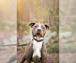 Small American Pit Bull Terrier Mix