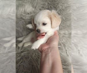 Maltipoo-Poodle (Toy) Mix Puppy for sale in INDIANAPOLIS, IN, USA