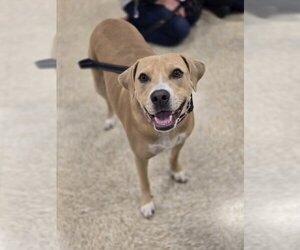 American Pit Bull Terrier-Unknown Mix Dogs for adoption in Minneapolis, MN, USA