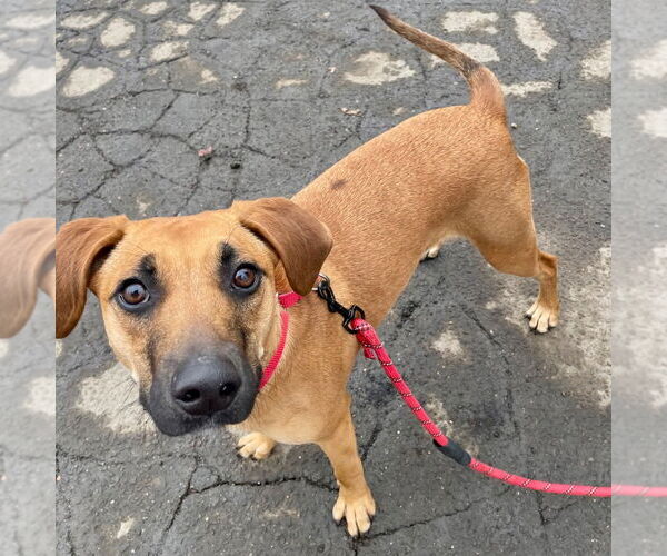 Medium Photo #9 Plott Hound-Unknown Mix Puppy For Sale in Canton, CT, USA