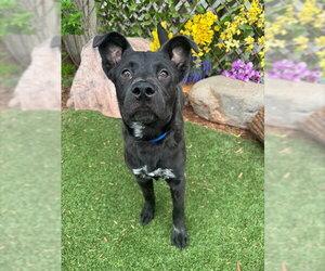 Chow Chow-Unknown Mix Dogs for adoption in Oklahoma City, OK, USA