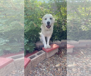 Miss Lucy - Female Great Pyrenees Dog for Adoption - Photo #8