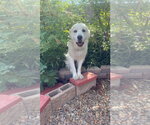 Small Photo #8 Great Pyrenees Puppy For Sale in Bountiful, UT, USA