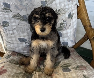 Double Doodle Puppy for sale in SATSUMA, FL, USA