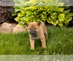 Small Photo #33 Shiba Inu Puppy For Sale in MILLERSBURG, IN, USA