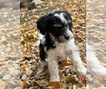 Pepper - Female Bernedoodle (Miniature) Puppy for Sale - Photo #6