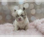 Small #4 French Bulldog