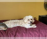 Small #7 Maltese-Poodle (Toy) Mix