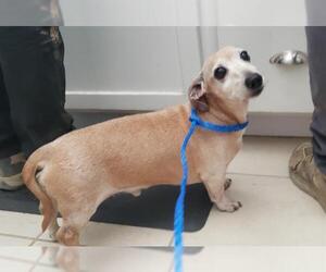 Dachshund Dogs for adoption in Ojai, CA, USA