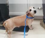 Small Dachshund