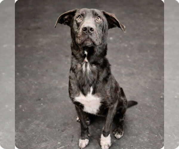 Medium Photo #5 Labrador Retriever-Unknown Mix Puppy For Sale in Canton, CT, USA