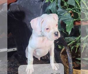 Boxer Puppy for sale in ARTHUR, IL, USA