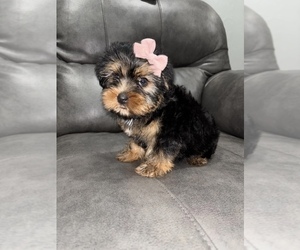 Yorkshire Terrier Puppy for sale in SCOTTSDALE, AZ, USA