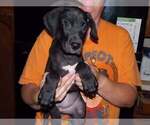 Puppy Atuanya Great Dane
