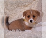 Small Photo #53 Pembroke Welsh Corgi Puppy For Sale in ARROYO GRANDE, CA, USA