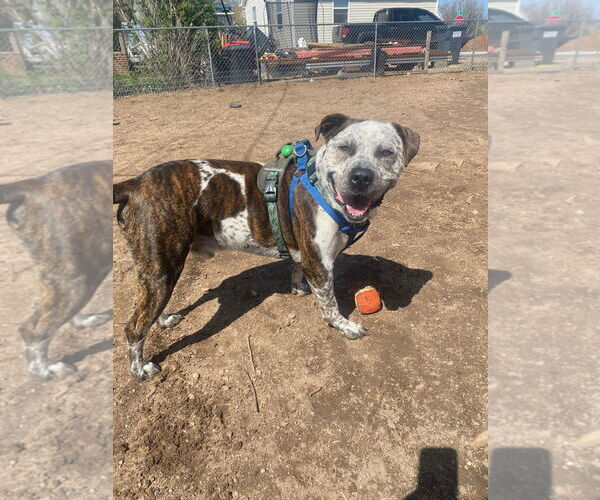 Medium Photo #1 Mastiff-Unknown Mix Puppy For Sale in Fort Collins, CO, USA