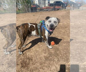 Mastiff-Unknown Mix Dogs for adoption in Fort Collins, CO, USA
