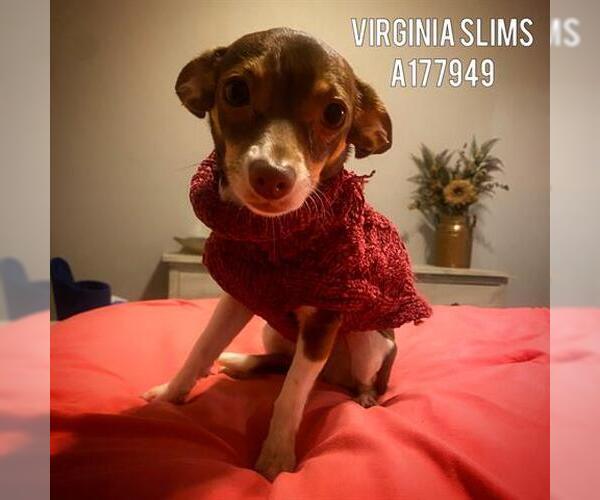 Medium Photo #1 Chihuahua Puppy For Sale in Tulsa, OK, USA