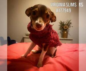 Chihuahua Dogs for adoption in Tulsa, OK, USA