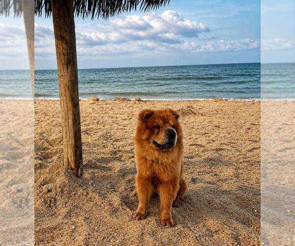 Medium Photo #3 Chow Chow-Unknown Mix Puppy For Sale in Rockwall, TX, USA
