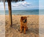 Small #2 Chow Chow Mix