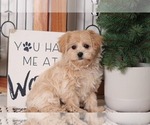 Small Photo #2 YorkiePoo Puppy For Sale in NAPLES, FL, USA