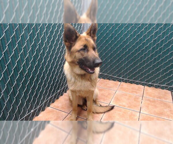 Medium Photo #1 German Shepherd Dog Puppy For Sale in Downey, CA, USA