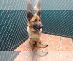 Small German Shepherd Dog