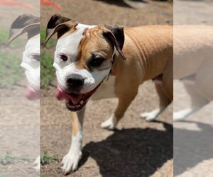 Jade - Female Bull-Boxer Dog for Adoption - Photo #4