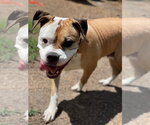 Small #6 Bull-Boxer