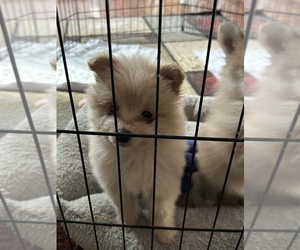 Yoranian Puppy for sale in EL PASO, TX, USA