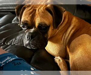 Boxer Dogs for adoption in Costa Mesa , CA, USA