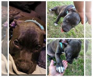 American Pit Bull Terrier-Bullmastiff Mix Puppy for sale in PORT RICHEY, FL, USA
