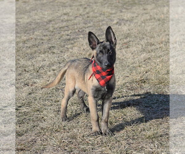 Medium Photo #1 Mutt Puppy For Sale in Gretna, NE, USA