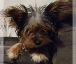 Small Photo #9 Yorkshire Terrier Puppy For Sale in HUDDLESTON, VA, USA